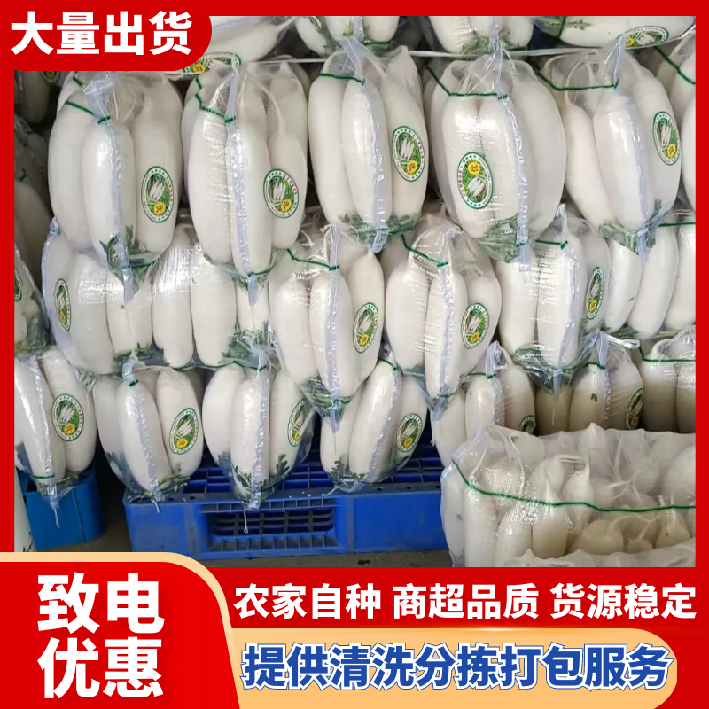 精品白萝卜大量上市，全国发货，可视频看货，量大从优