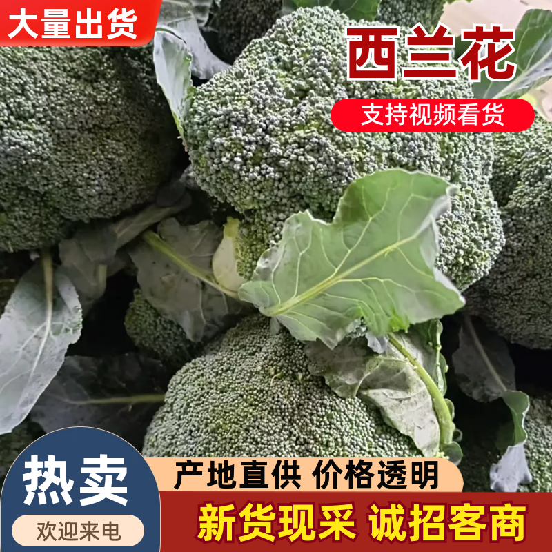 精品西兰花大量上市，全国发货，可视频看货，量大从优。