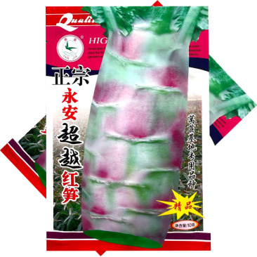 永安飞桥莴笋种子红尖叶莴笋种子皮薄香味浓可食用率高基地用
