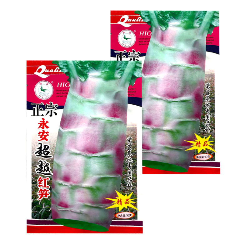 永安飞桥莴笋种子红尖叶莴笋种子皮薄香味浓可食用率高基地用