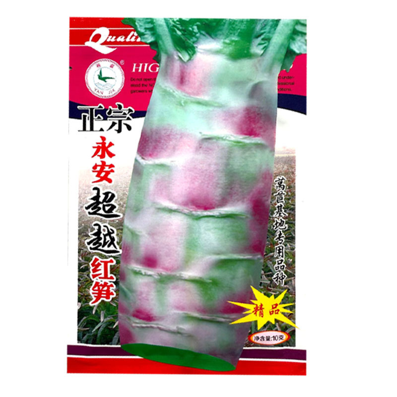 永安飞桥莴笋种子红尖叶莴笋种子皮薄香味浓可食用率高基地用