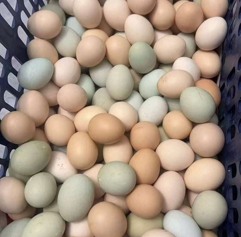 鸡蛋湖北潜江土鸡蛋（一件代发包邮）品质保证，规格齐全