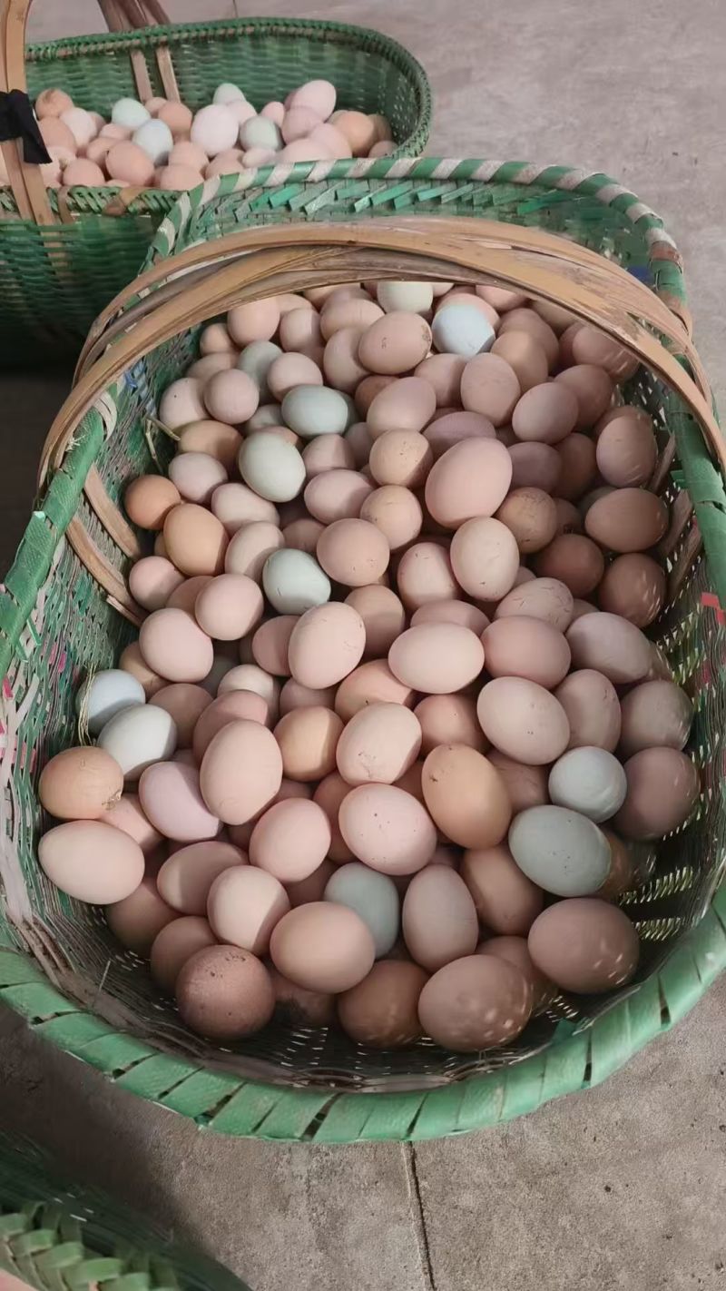鸡蛋湖北潜江土鸡蛋（一件代发包邮）品质保证，规格齐全