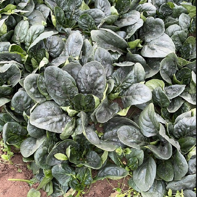 趴地菠菜种子短梗大厚叶耐热耐寒越冬爬地菠菜