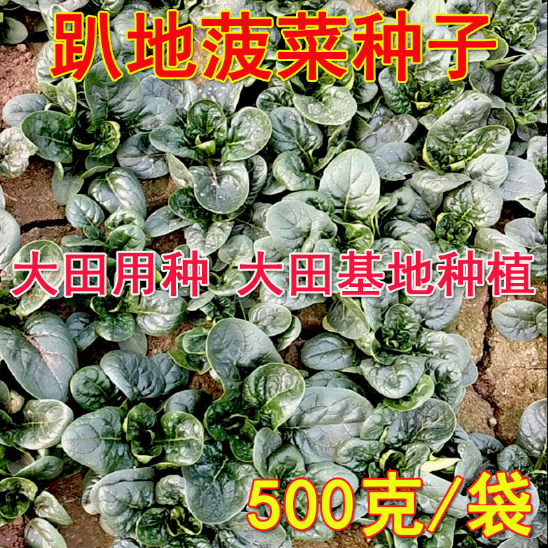 趴地菠菜种子短梗大厚叶耐热耐寒越冬爬地菠菜