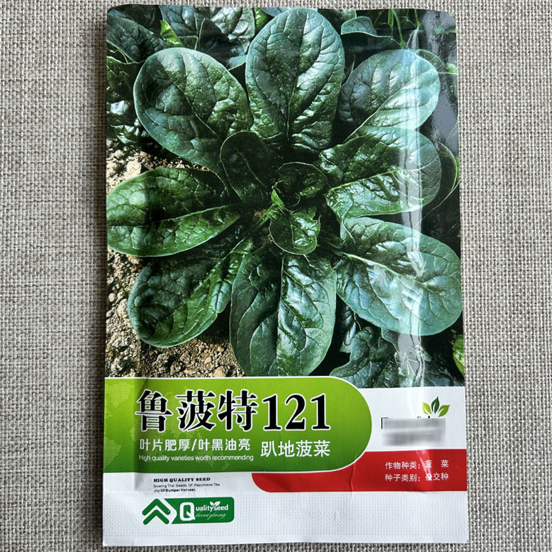 鲁菠特121趴地菠菜种子叶片肥厚叶黑油亮杂交种