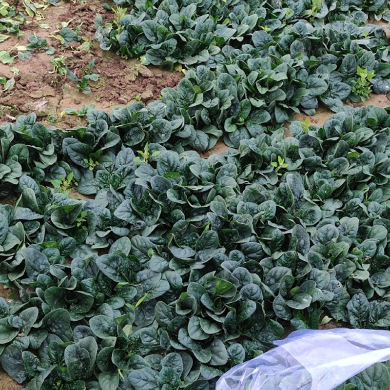 鲁菠特121趴地菠菜种子叶片肥厚叶黑油亮杂交种
