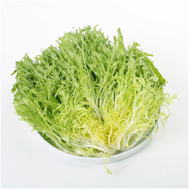 菊花苦苣种子太阳鸟碎叶苦菊种子基地高产小花叶耐热