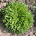 菊花苦苣种子太阳鸟碎叶苦菊种子基地高产小花叶耐热