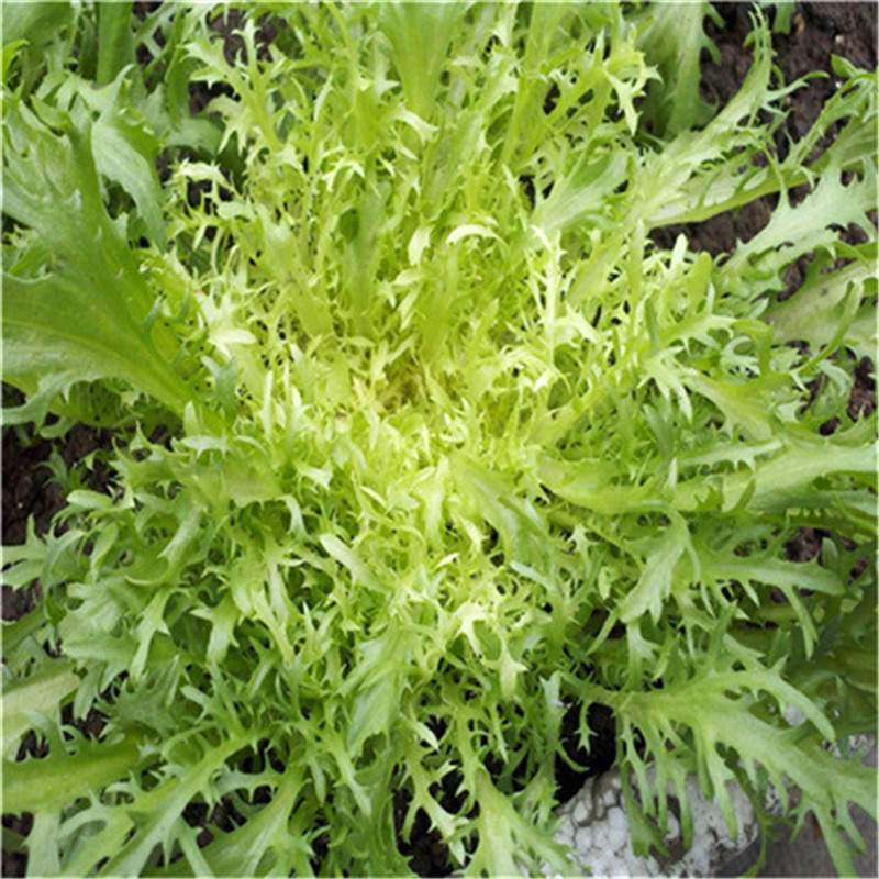 菊花苦苣种子太阳鸟碎叶苦菊种子基地高产小花叶耐热