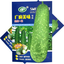 广府美味节瓜种子杂交早熟软皮淡绿肉耐热不易老化采收期长