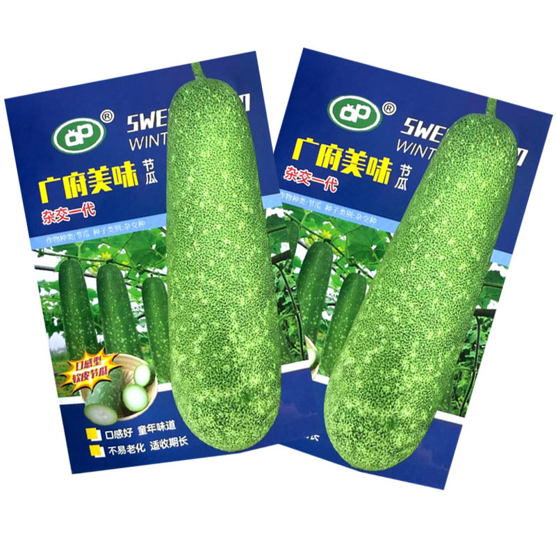 广府美味节瓜种子杂交早熟软皮淡绿肉耐热不易老化采收期长