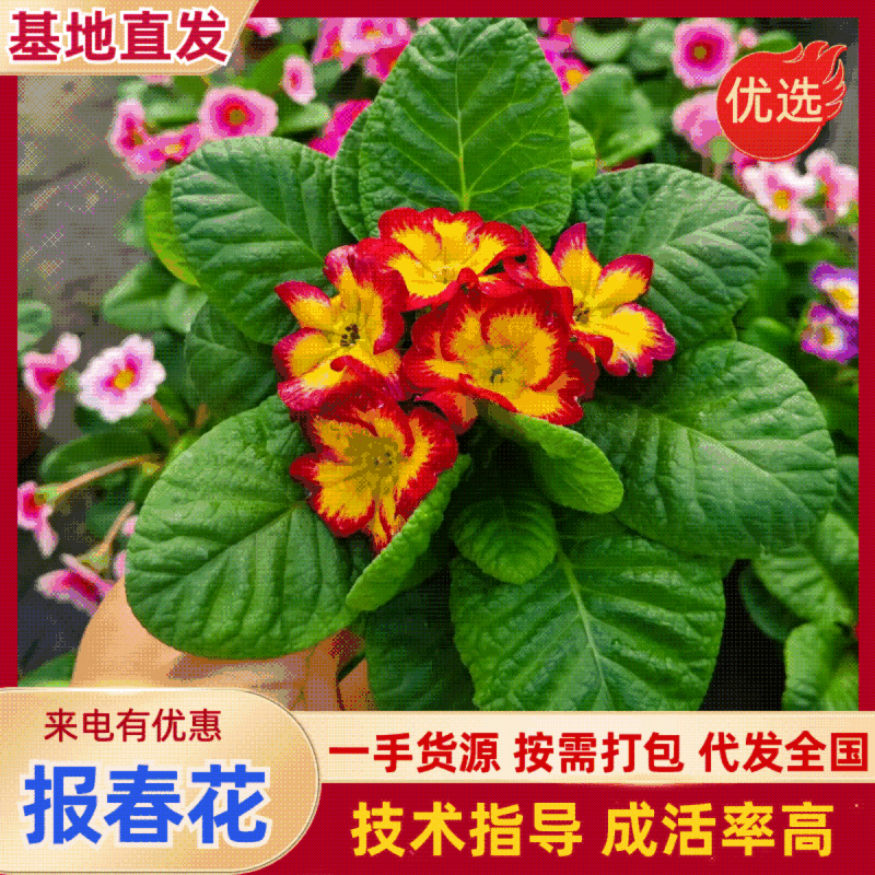 抗寒花卉报春花玫瑰报春花多色供应基地直供