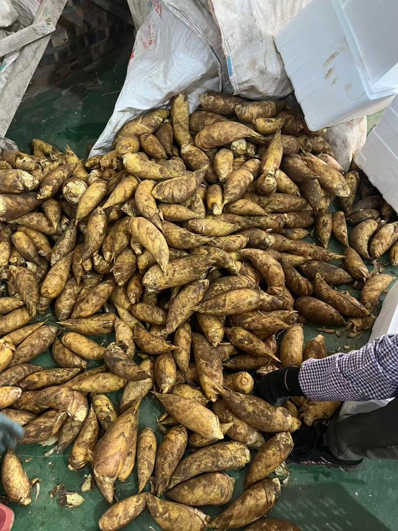 黄泥冬笋贵州遵义赤水冬笋新鲜现挖现发脆嫩鲜美口感好