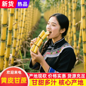 精品黄金甘蔗，产地直销，保质保量，代发全国