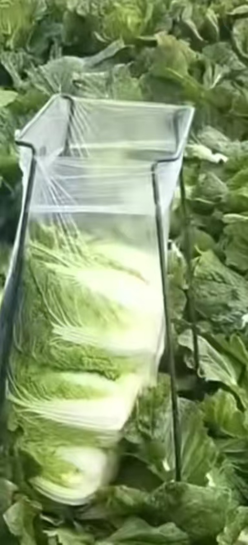 北京3号白菜产地直供整车批发可按需配货欢迎来电咨询
