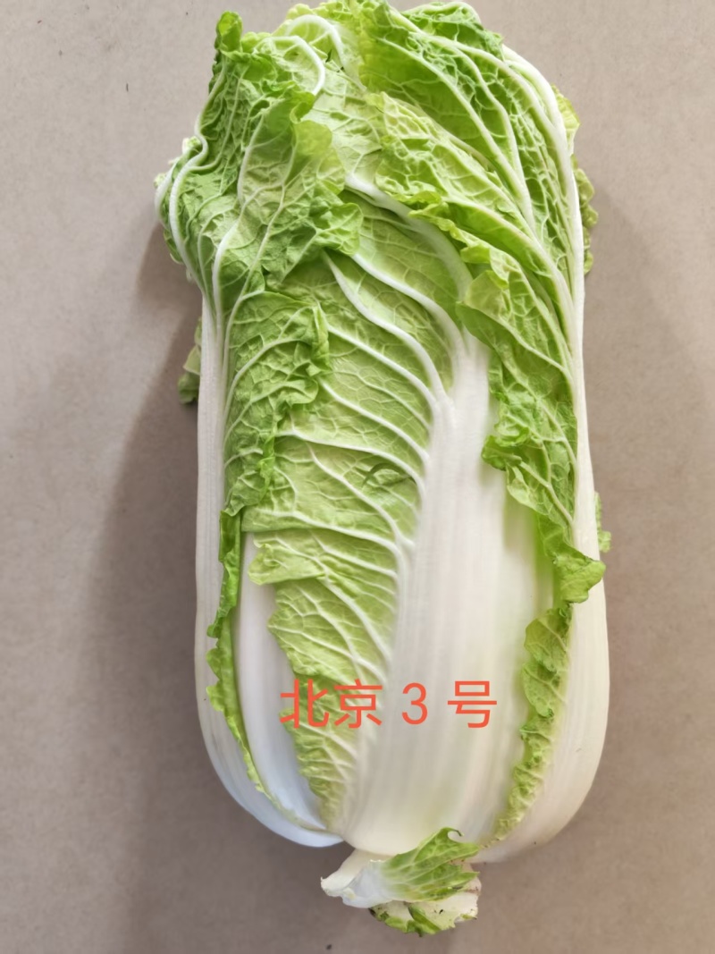 北京3号白菜产地直供整车批发可按需配货欢迎来电咨询