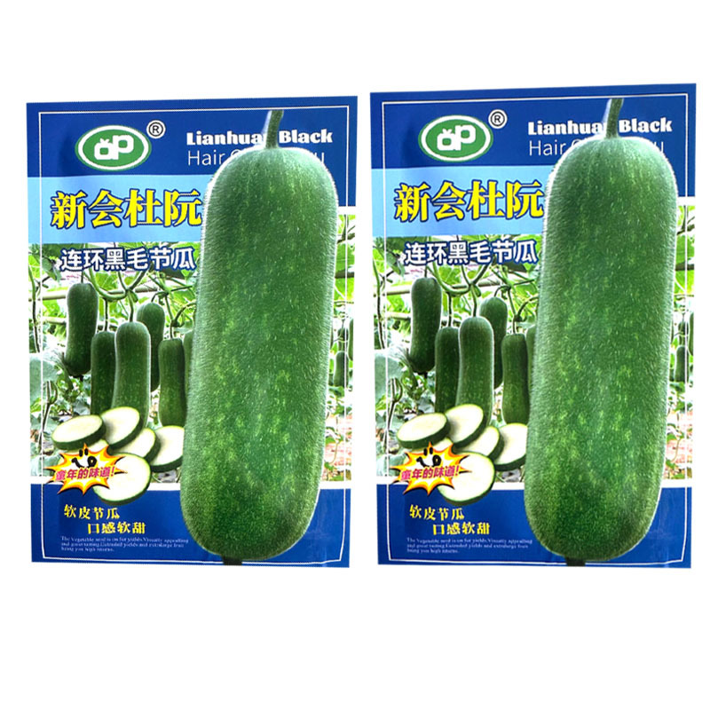 新会杜阮连环黑毛节瓜种子软皮节瓜口感软甜结瓜早产量高