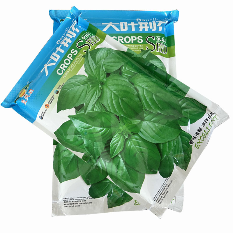 正宗大叶荆芥种子早熟叶片特大500g香味浓郁基地专用