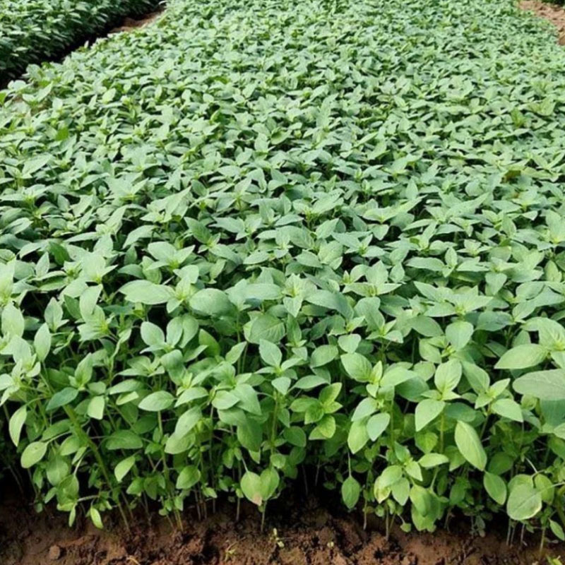 正宗大叶荆芥种子早熟叶片特大500g香味浓郁基地专用