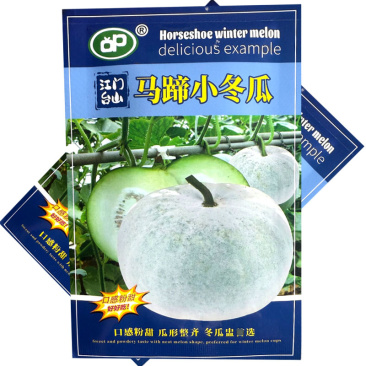 马蹄小冬瓜种子早熟口感粉甜瓜形整齐耐旱耐热大田基地