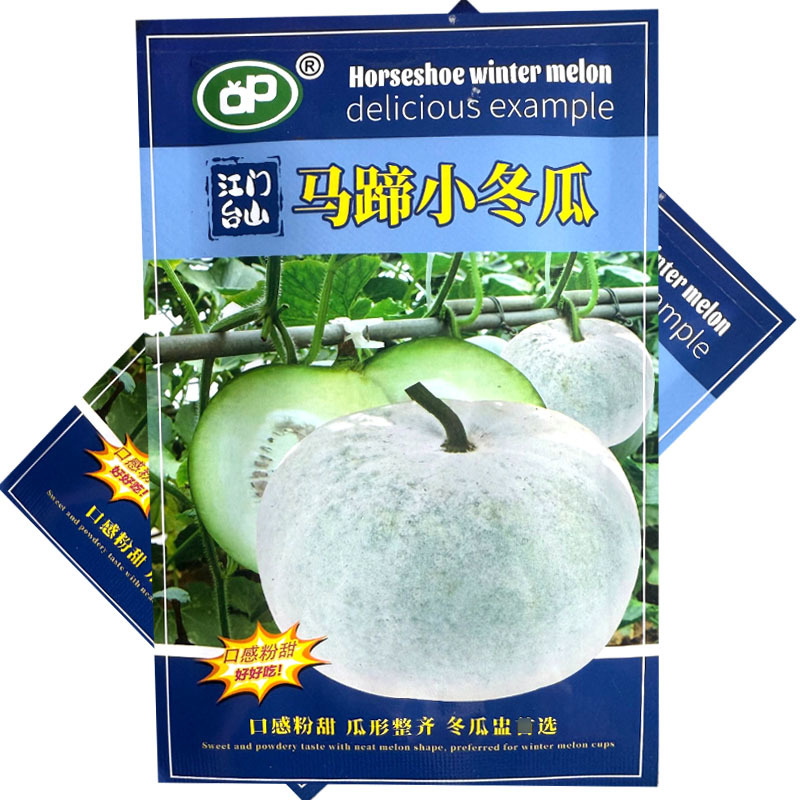 马蹄小冬瓜种子早熟口感粉甜瓜形整齐耐旱耐热大田基地