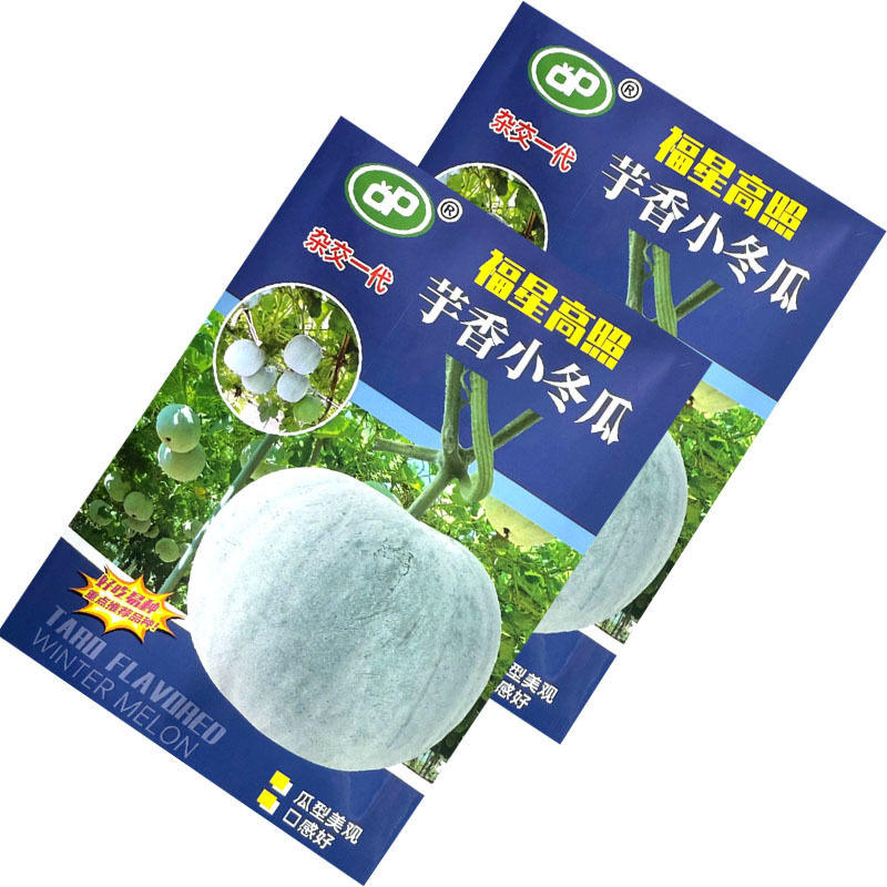 芋香小冬瓜种子杂交早熟肉厚腔小瓜型美观口感好大田基地种
