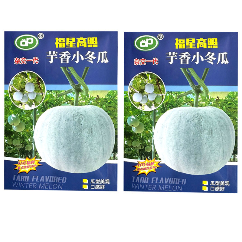 芋香小冬瓜种子杂交早熟肉厚腔小瓜型美观口感好大田基地种