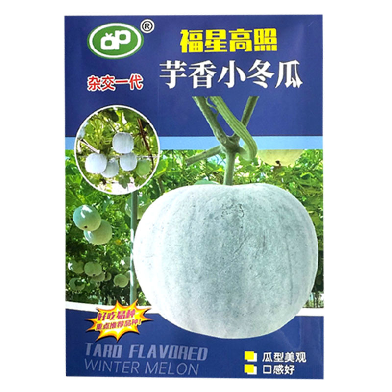 芋香小冬瓜种子杂交早熟肉厚腔小瓜型美观口感好大田基地种
