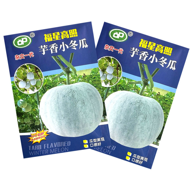 芋香小冬瓜种子杂交早熟肉厚腔小瓜型美观口感好大田基地种