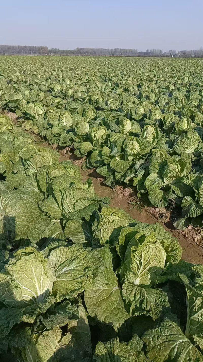 陕西青杂白菜品质保证支持视频看货欢迎咨询合作