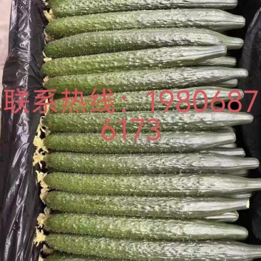 《广东黄瓜》密刺黄瓜/水果黄瓜/产地货源/整车批发供应