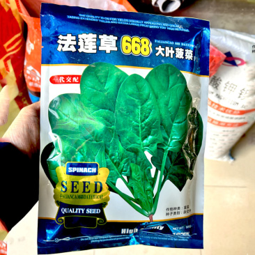 大叶菠菜种子668法莲草抗病耐寒耐热油亮易捆晚抽苔