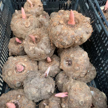 商超花魔芋豆腐原材料直供重庆巫溪特产花魔芋批发