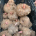 商超花魔芋豆腐原材料直供重庆巫溪特产花魔芋批发