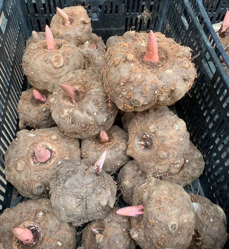 商超花魔芋豆腐原材料直供重庆巫溪特产花魔芋批发