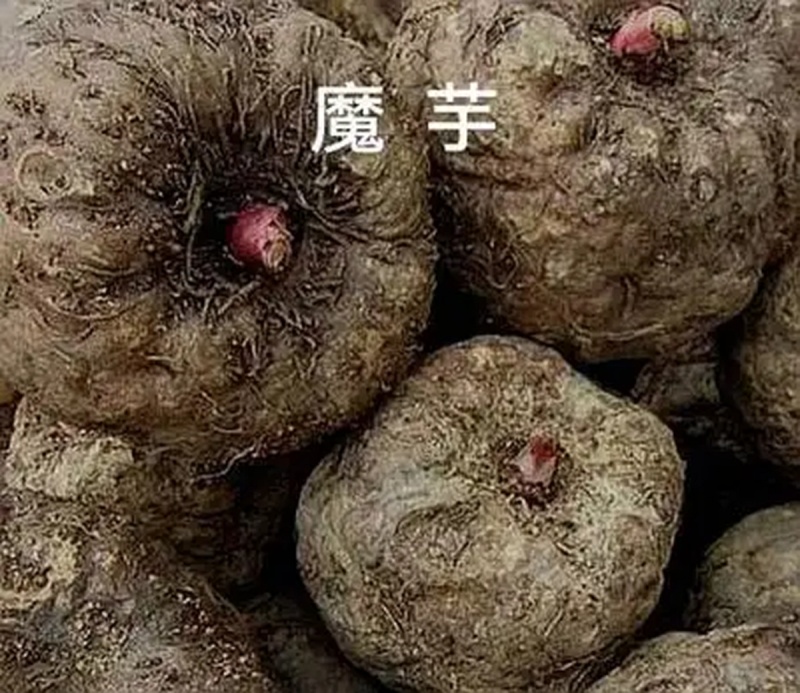 珠芽魔芋整箱整车批发新鲜珠芽魔芋商品,种魔芋出