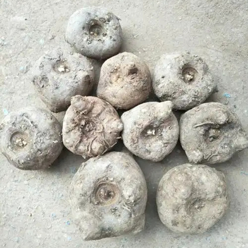 珠芽魔芋整箱整车批发新鲜珠芽魔芋商品,种魔芋出