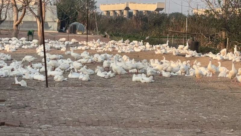 江苏三花鹅养殖场直供规格齐全量大价优可送货上门