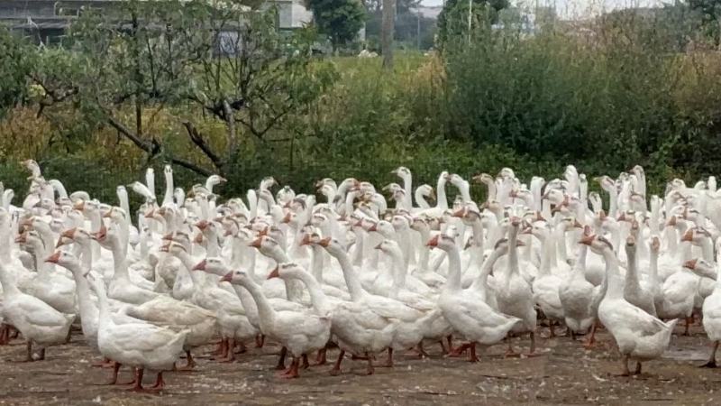 江苏三花鹅养殖场直供规格齐全量大价优可送货上门