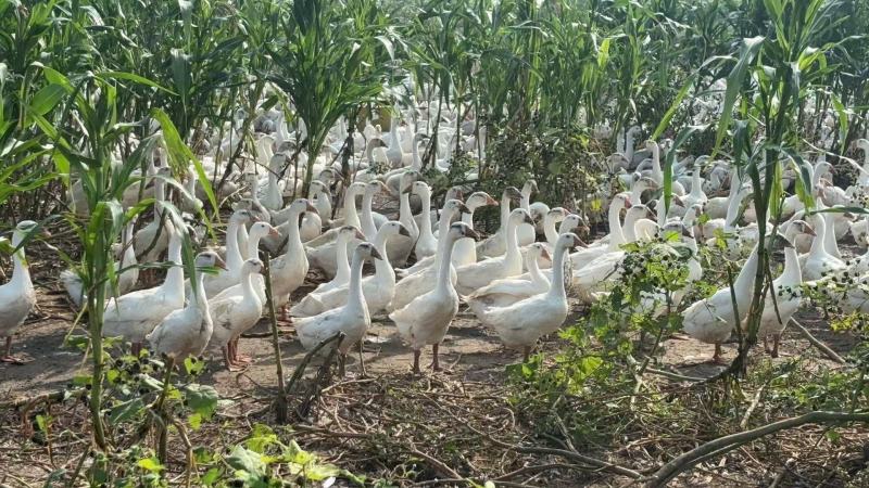 江苏三花鹅养殖场直供规格齐全量大价优可送货上门