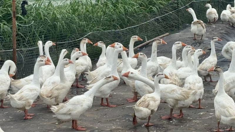 江苏三花鹅养殖场直供规格齐全量大价优可送货上门
