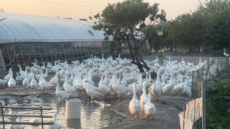 江苏三花鹅养殖场直供规格齐全量大价优可送货上门