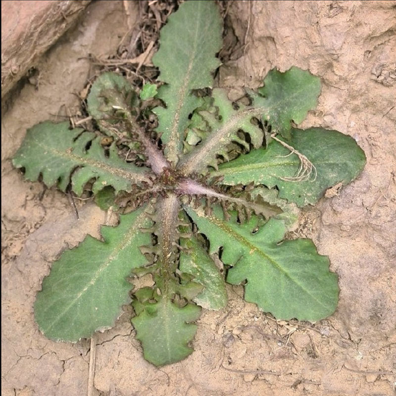 野菜苦碟子种子苦菜抱茎苦荬菜野菜种子