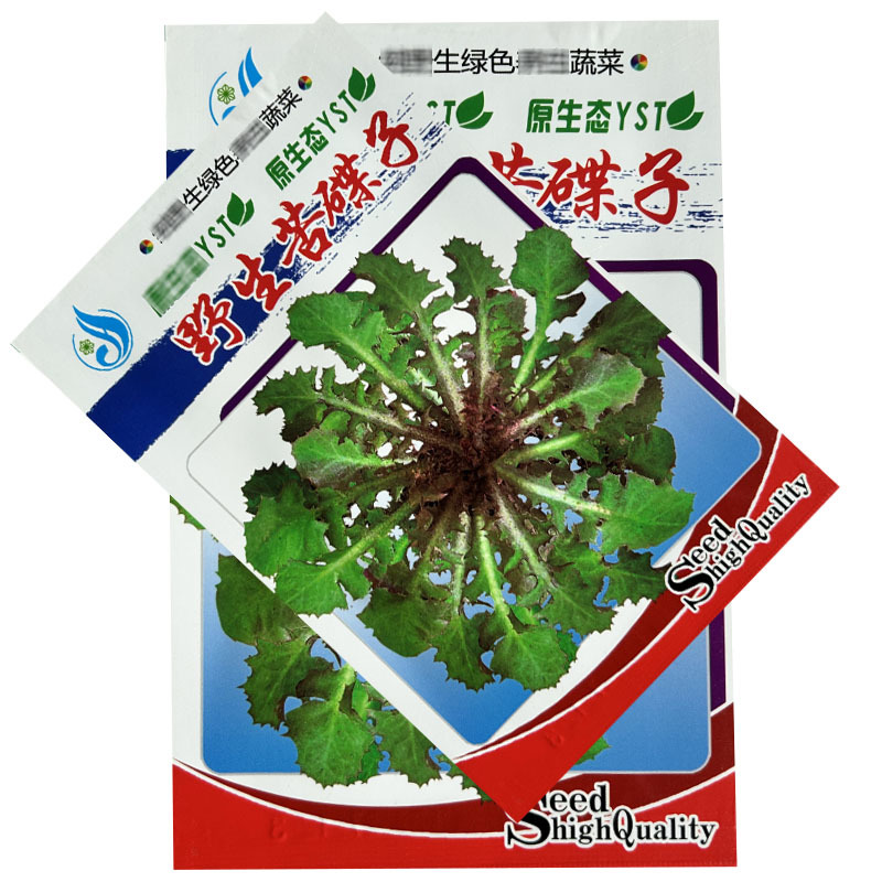 野菜苦碟子种子苦菜抱茎苦荬菜野菜种子