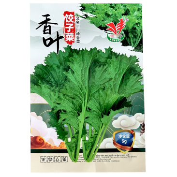 香叶饺子菜种子脆嫩清香可口清炒做汤凉拌腌制酸菜包饺子