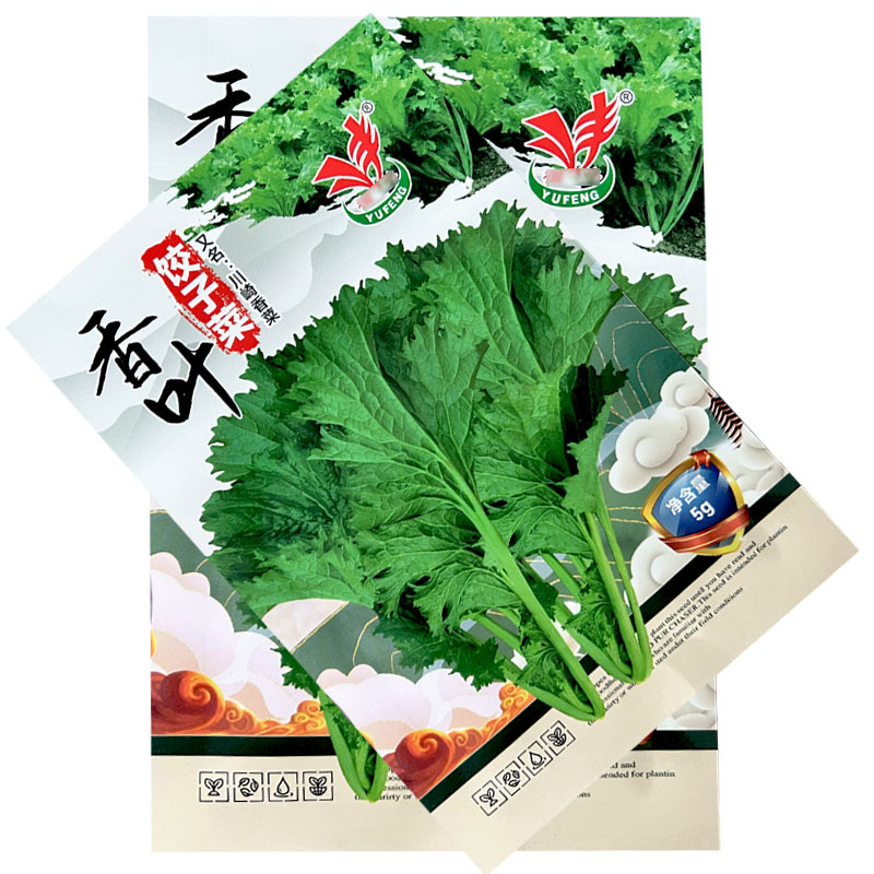 香叶饺子菜种子脆嫩清香可口清炒做汤凉拌腌制酸菜包饺子