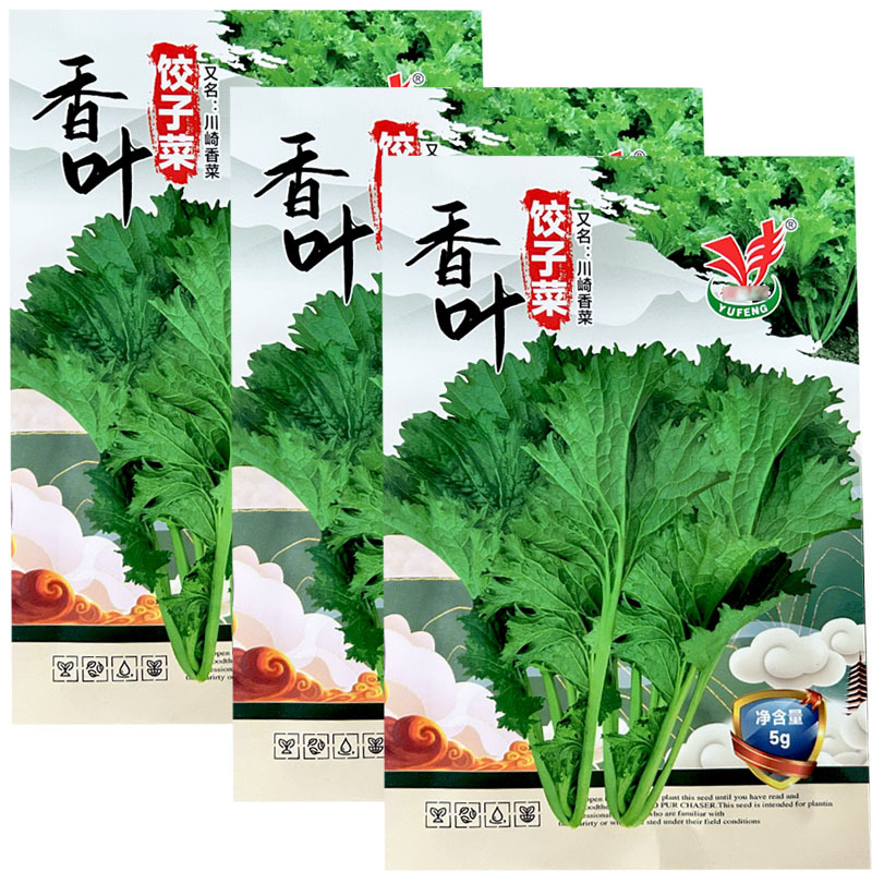 香叶饺子菜种子脆嫩清香可口清炒做汤凉拌腌制酸菜包饺子