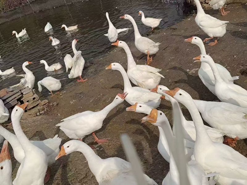 【送货上门】浙东鹅批发养殖场直供一手货源可视频看货