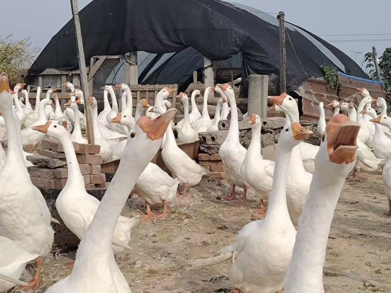 【送货上门】浙东鹅批发养殖场直供一手货源可视频看货